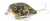 Воблер Jackall Chubby 38F brown bug